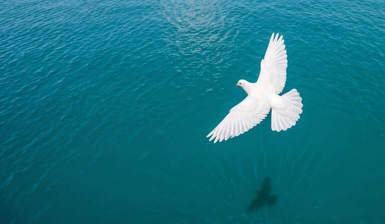 dove, white, bird, flying, ocean, water, turquoise, peace, shadow, wings, nature, aerial, freedom, sea, blue sky, ripples, wildlife, serene, flight, sky, blue